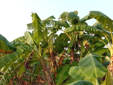 yeşil renkli muz ağacı stoku