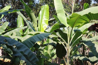 yeşil renkli muz ağacı stoku