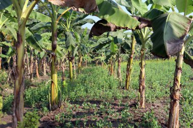 yeşil renkli muz ağacı stoku