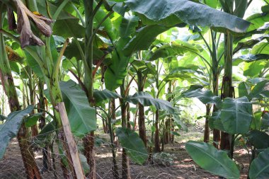 yeşil renkli muz ağacı stoku