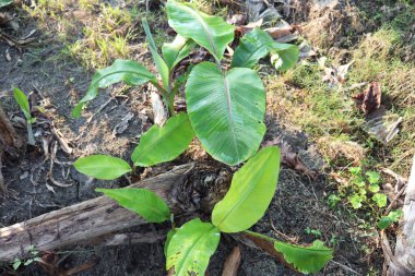 yeşil renkli muz ağacı stoku
