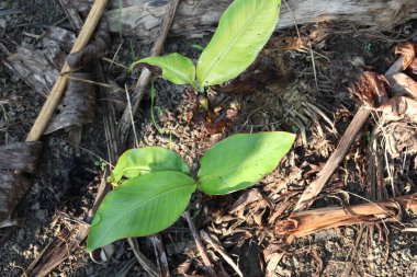 yeşil renkli muz ağacı stoku