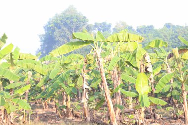 yeşil renkli muz ağacı stoku