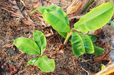 yeşil renkli muz ağacı stoku