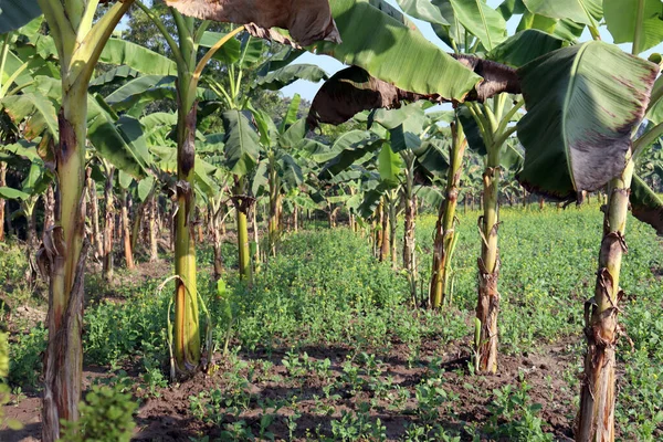 yeşil renkli muz ağacı stoku