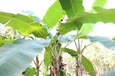 yeşil renkli muz ağacı stoku