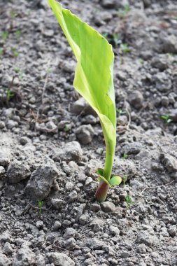 yeşil renkli muz yaprağı sıkıca ağaçta.