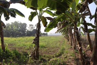 yeşil renkli muz ağacı stoku