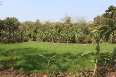 yeşil renkli muz ağacı stoku