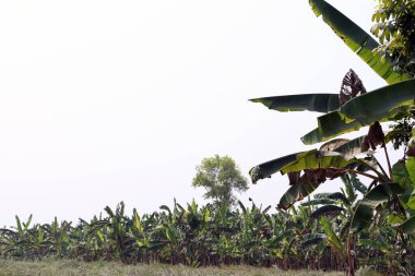 yeşil renkli muz ağacı stoku