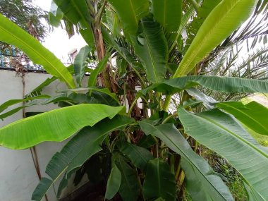 yeşil renkli muz ağacı stoku