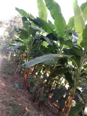 yeşil renkli muz ağacı stoku