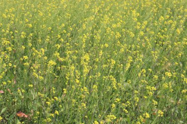 Sarı renkli hardal çiçeği tarlasında sertleşti.