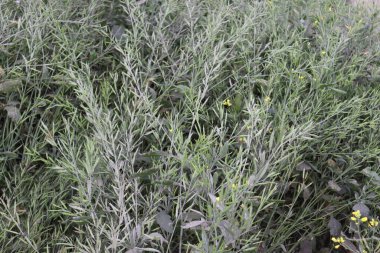 Çiğ hardal yakın çekim ve sıkı bir ağaç.