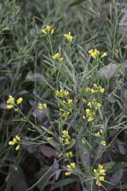 Sarı renkli hardal çiçeği sıkılaştırılmış.