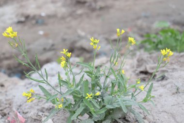 Sarı renkli hardal çiçeği sıkılaştırılmış.