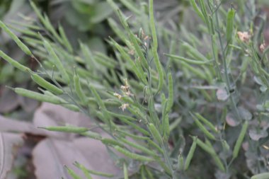 Çiğ hardal yakın çekim ve sıkı bir ağaç.