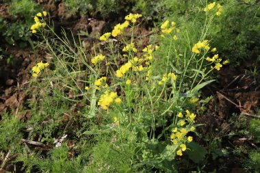 Sarı renkli hardal çiçeği sıkılaştırılmış.