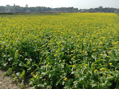 Sarı renkli hardal çiçeği tarlasında sertleşti.