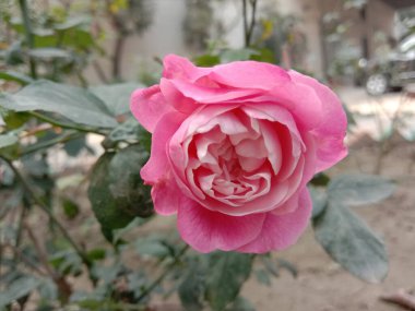 Pembe gül, ağaçta sıkıca duruyor.