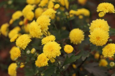 sarı renkli güzel çiçek ağaçta sıkıca duruyor.
