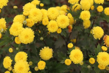 sarı renkli güzel çiçek ağaçta sıkıca duruyor.