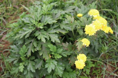 sarı renkli güzel çiçek ağaçta sıkıca duruyor.