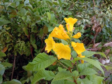 Bahçedeki ağaçta sarı renkli güzel çiçek