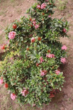 Bahçedeki ağaçta satılık pembe çiçek