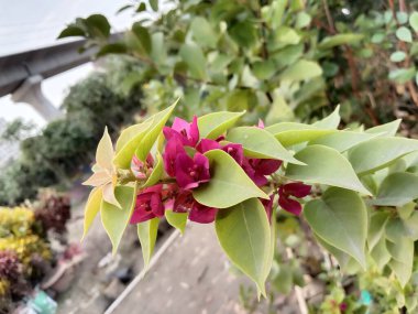 Bahçedeki ağaçta satılık pembe çiçek