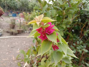 Bahçedeki ağaçta satılık pembe çiçek