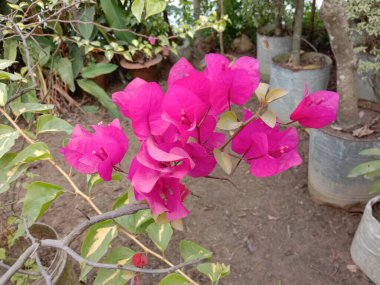 Bahçedeki ağaçta satılık pembe çiçek