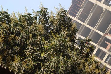 Mango çiçeği sıkıca kapatılmış yaprağıyla