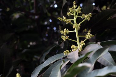 Mango çiçeği sıkıca kapatılmış yaprağıyla