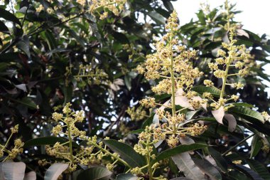 Mango çiçeği sıkıca kapatılmış yaprağıyla