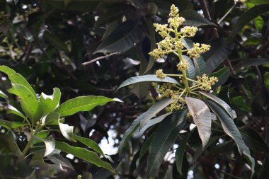 Mango çiçeği sıkıca kapatılmış yaprağıyla