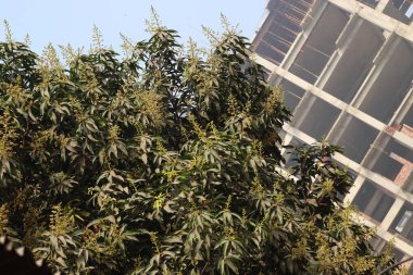 Mango çiçeği sıkıca kapatılmış yaprağıyla