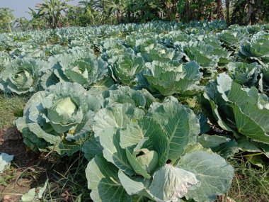 Yeşil ve taze lahana stokları satışta.