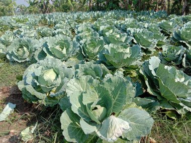 Yeşil ve taze lahana stokları satışta.