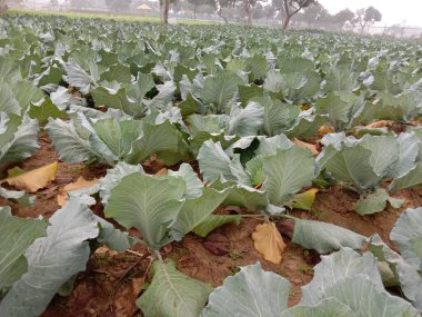 Satılık yeşil ve taze lahana.