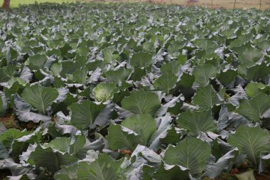 Yeşil ve taze lahana stokları satışta.