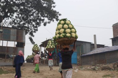 Taze ve çiğ karnabahar stoku ve satılık bir işçi.