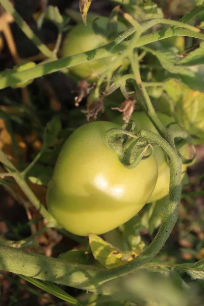 Taze ve sağlıklı çiğ domates hasadı için ağaçta.