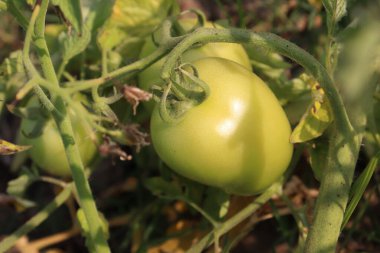 Taze ve sağlıklı çiğ domates hasadı için ağaçta.