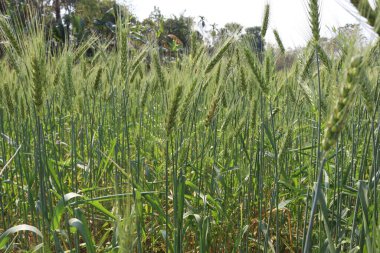 yeşil renkli buğday hasat için firmaya yakın çekim