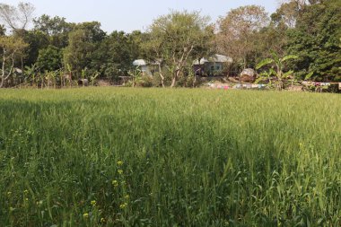 yeşil renkli buğday hasat için firmaya yakın çekim