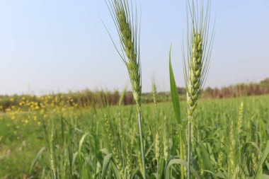 yeşil renkli buğday hasat için firmaya yakın çekim