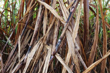 Şeker kamışı firması hasat için tarlayı kapatıyor.