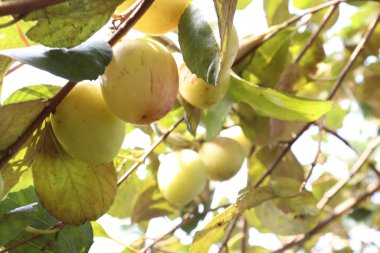 Lezzetli ve sağlıklı meyveler ağaçta toplanır.