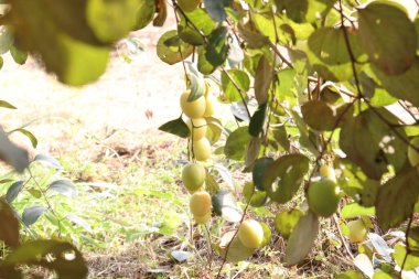 Lezzetli ve sağlıklı meyveler ağaçta toplanır.